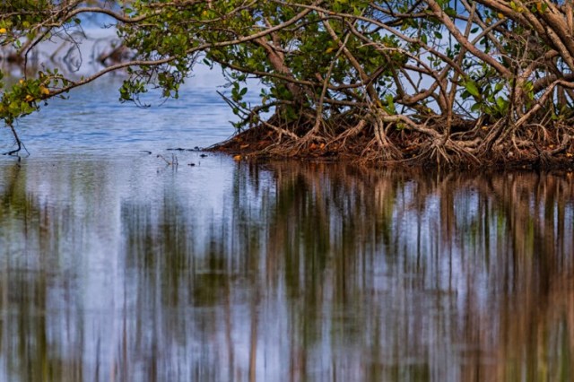 Caño-Tiburones_manglar-POR-JAVIER-HERNANDEZ-750x500